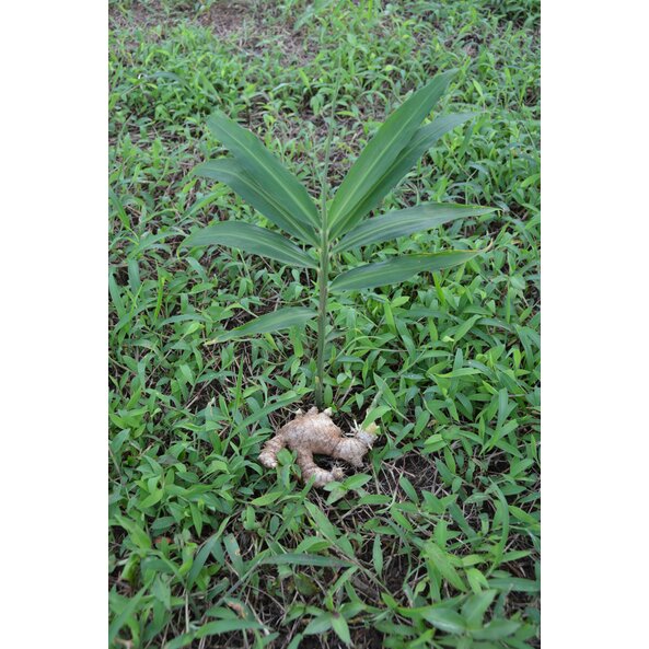 The photo shows a ginger tuber in front of the ginger plant.